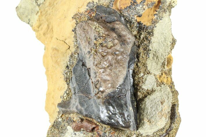 Fossil Triceratops Shed Tooth in Sandstone - Wyoming #379856